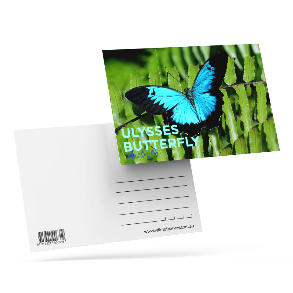 3D Postcard - Ulysses Butterfly