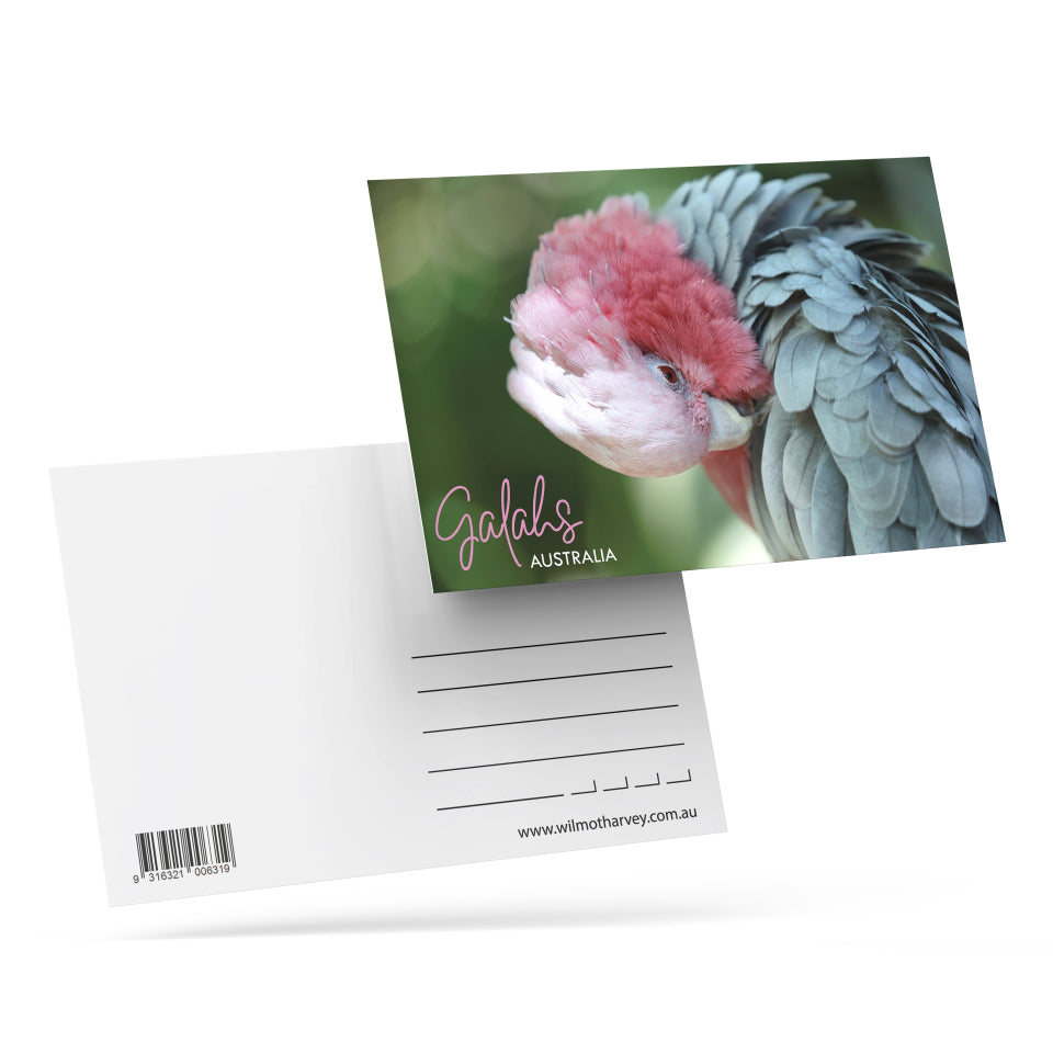 3D Postcard - Galah