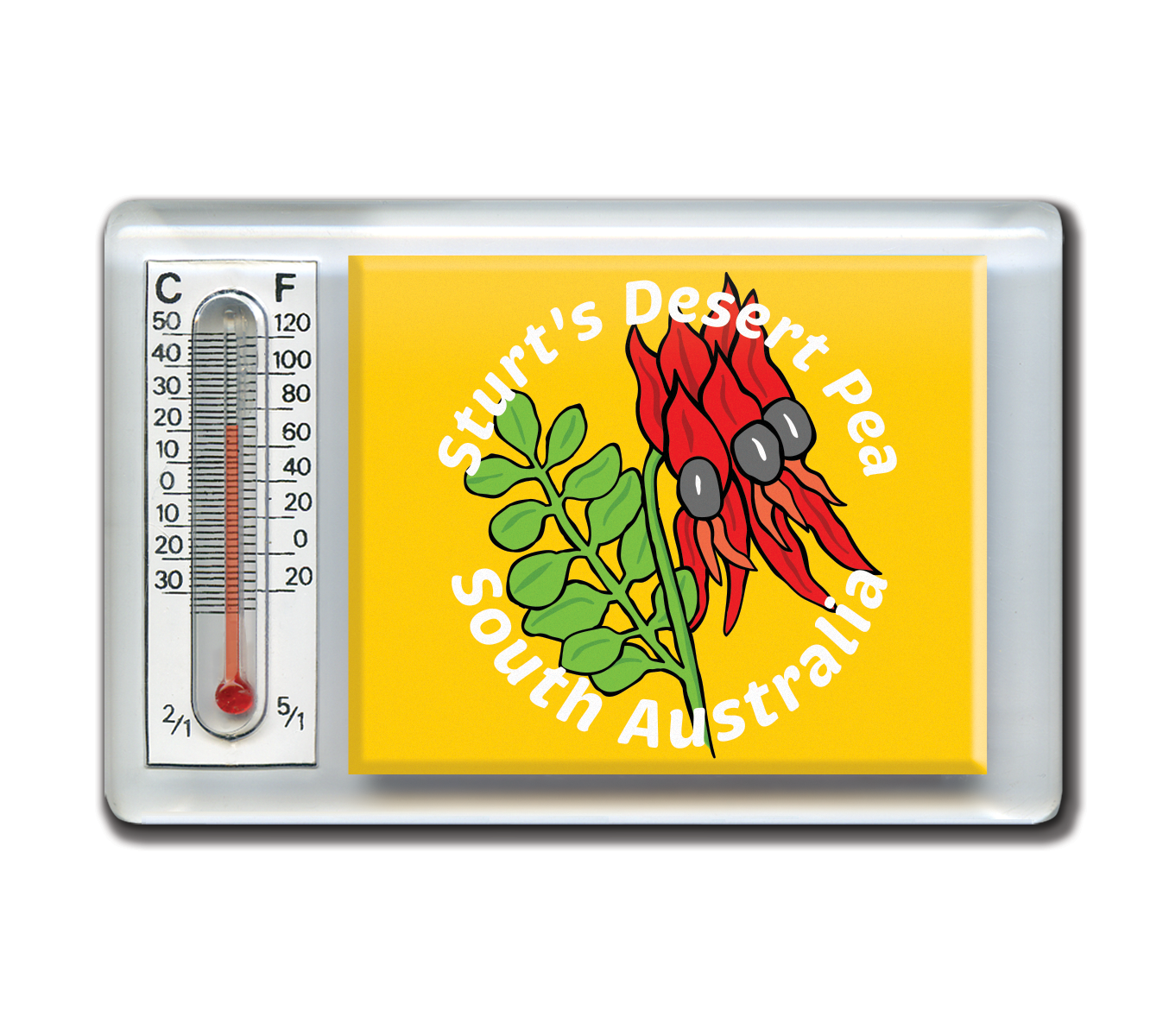 Thermometer Magnet - Sturt Desert Pea