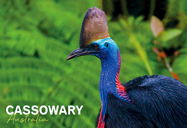 3D Postcard - Cassowary