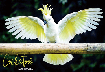 3D Postcard - Cockatoo