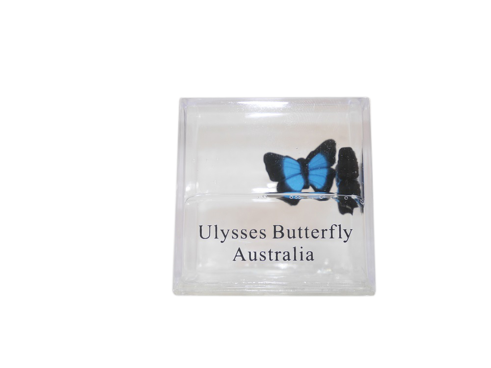 Water Cube - Ulysses Butterfly - Wilmot Harvey