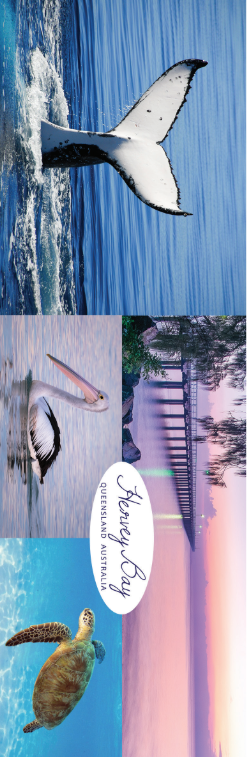 Sticker - Hervey Bay Whale, Pelican and Turtle Bumper