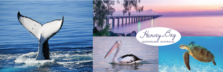 Sticker - Hervey Bay Whale, Pelican and Turtle Bumper