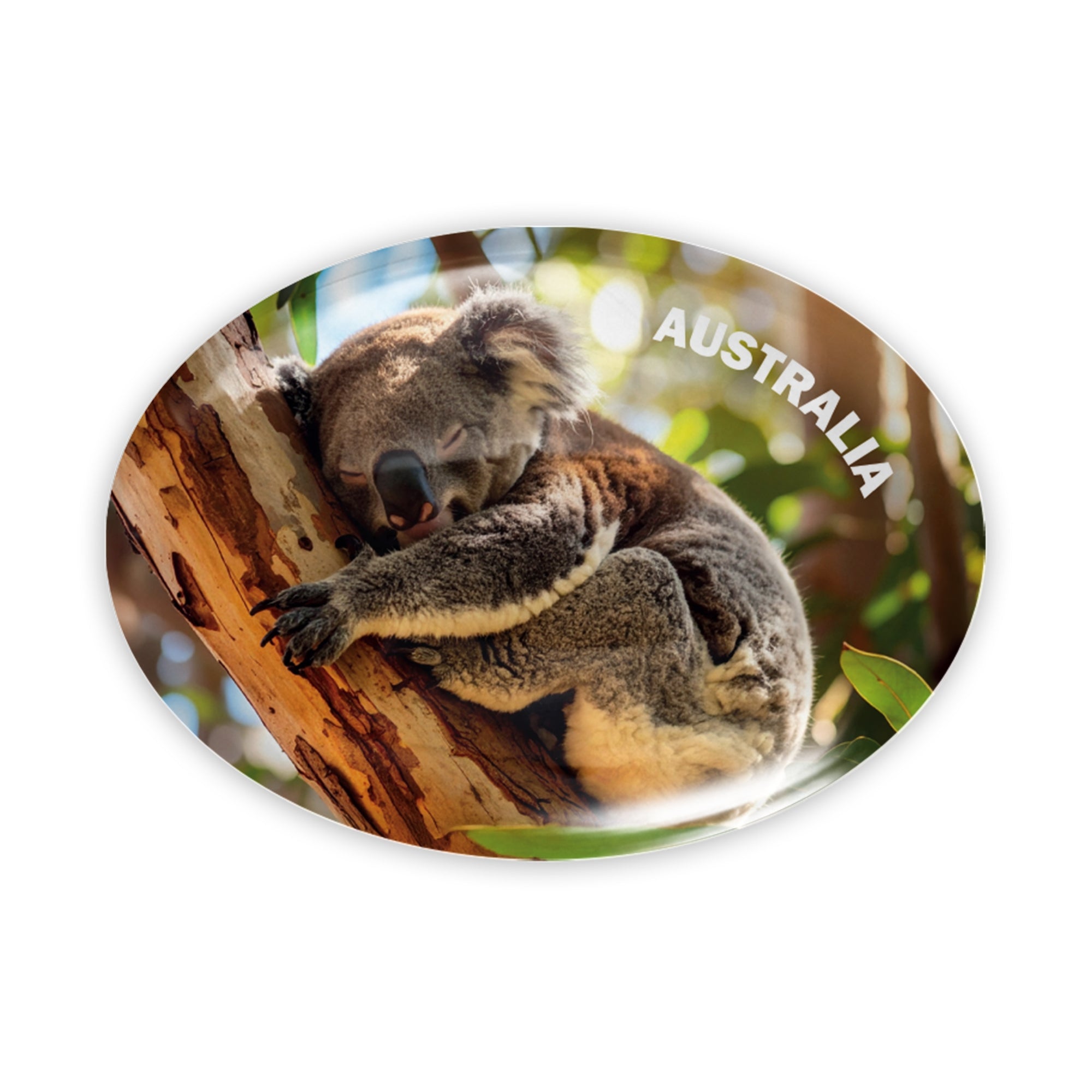 Acrylic Magnet - Koala Sleeping
