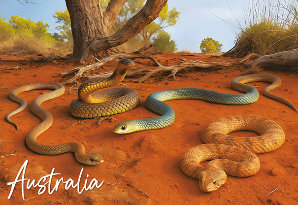 3D Postcard - Snakes Outback