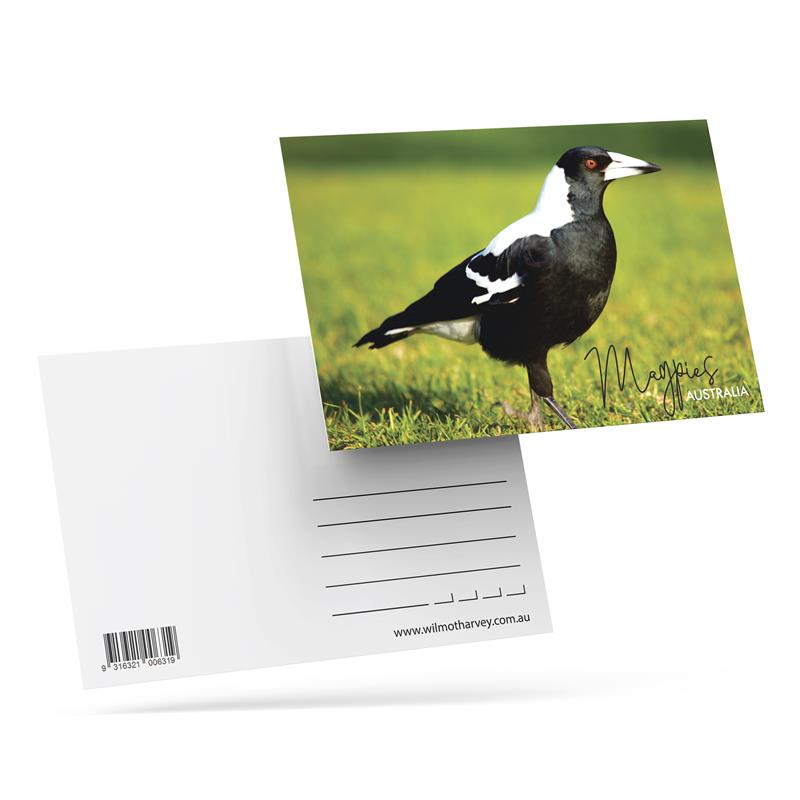 3D Postcard - Magpie