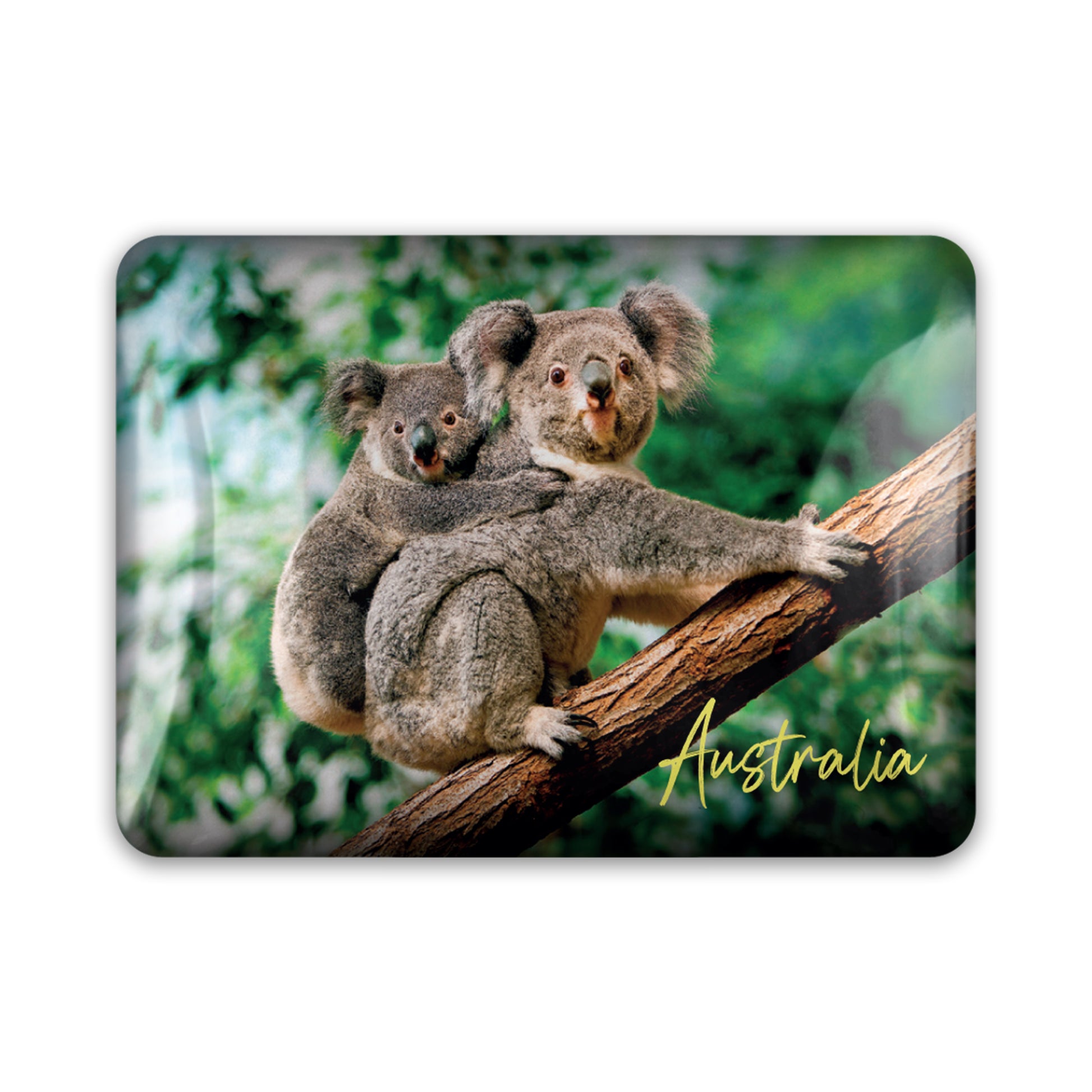 Acrylic Magnet - Koala & Baby Rectangle - Wilmot Harvey