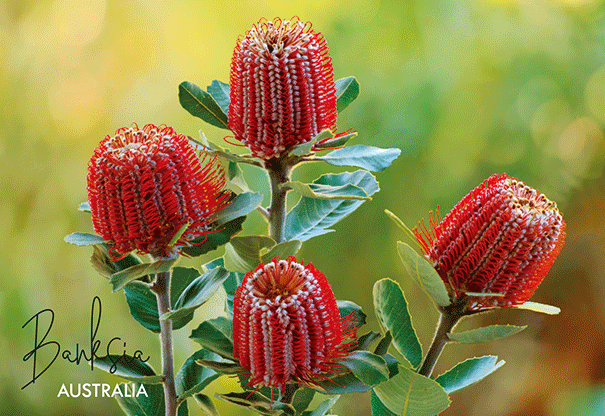 3D Postcard - Banksia