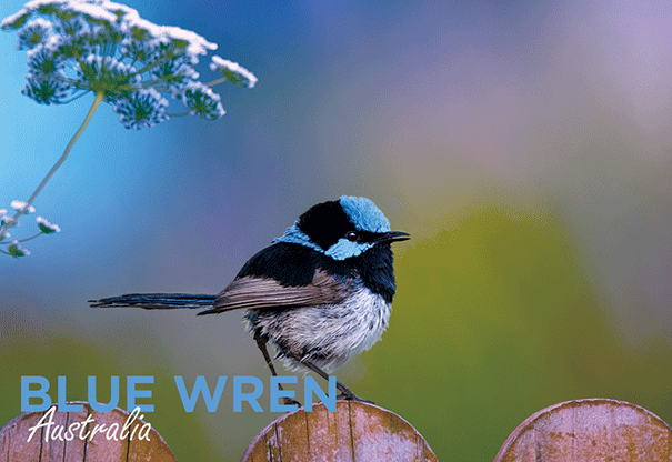 3D Postcard - Blue Wren