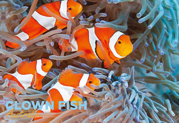 3D Postcard - Clown Fish