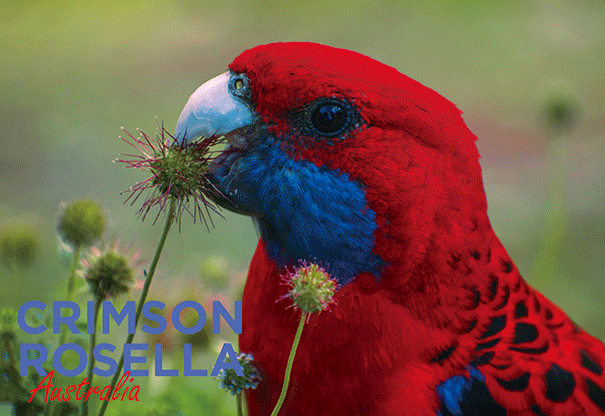 3D Postcard - Crimson Rosella
