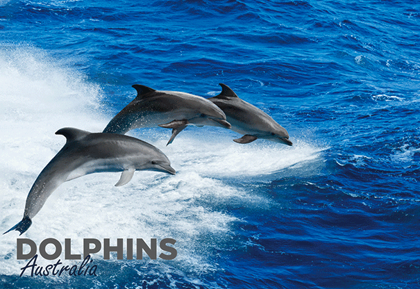 3D Postcard - Dolphins - Wilmot Harvey