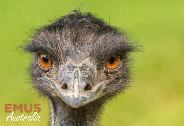 3D Postcard - Emu
