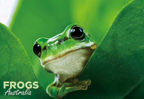 3D Postcard - Frog - Wilmot Harvey