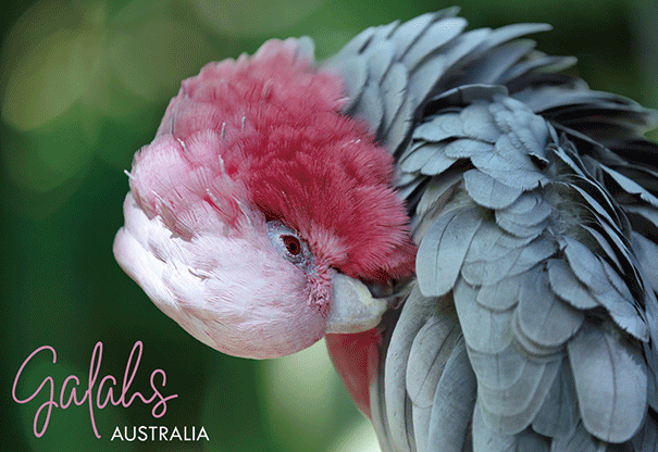 3D Postcard - Galah - Wilmot Harvey Gifts & Souvenirs