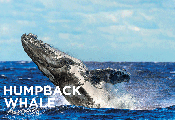 3D Postcard - Humpback Whale - Wilmot Harvey