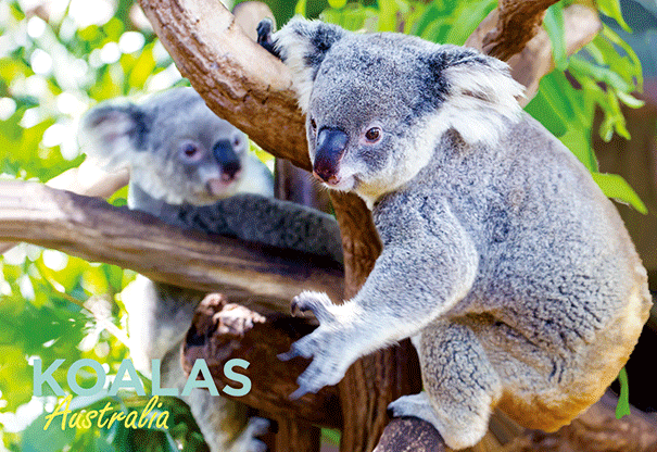 3D Postcard - Koalas - Wilmot Harvey Gifts & Souvenirs