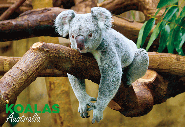 3D Postcard - Koala - Wilmot Harvey