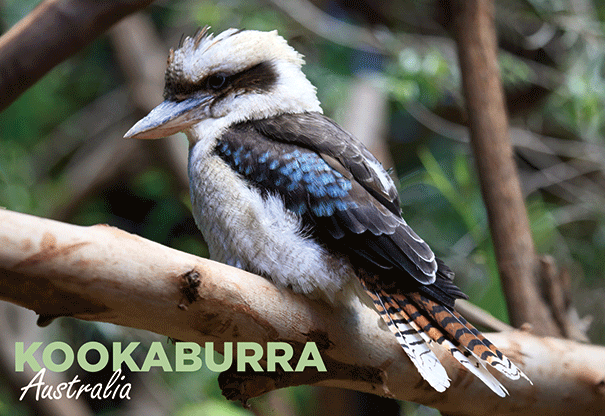 3D Postcard - Kookaburra - Wilmot Harvey