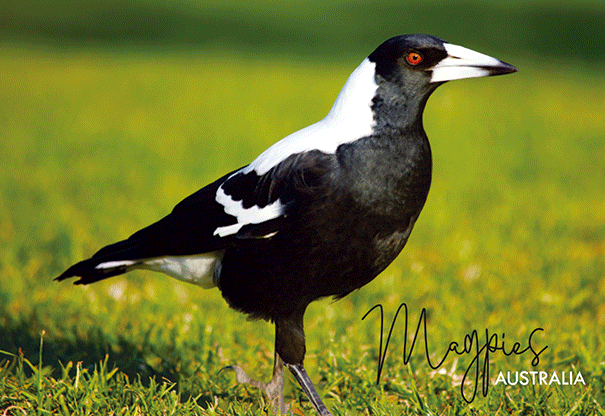 3D Postcard - Magpie