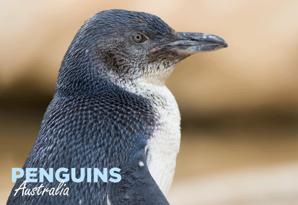 3D Postcard - Penguin