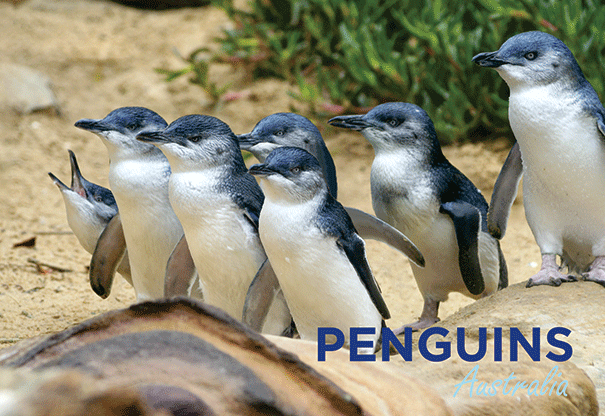 3D Postcard - Penguins - Wilmot Harvey Gifts & Souvenirs