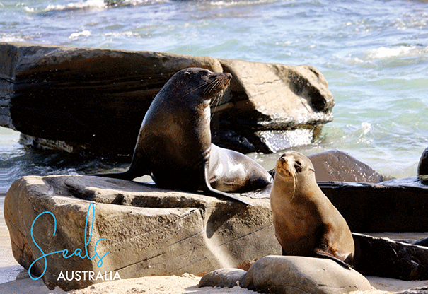 3D Postcard - Seals - Wilmot Harvey
