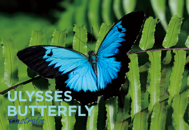 3D Postcard - Ulysses Butterfly